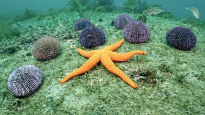 Starfish. Activities in Paros