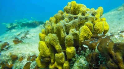 sea anemone. Activities in Paros